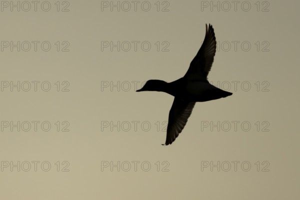 Pochard duck (Aythya ferina) silhouette of an adult male bird in flight at sunset, England, United Kingdom
