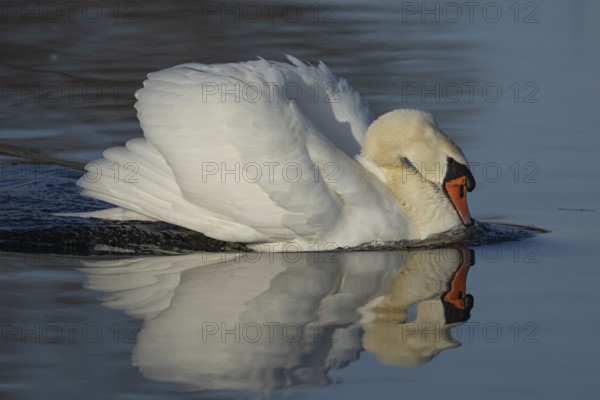 Mute swan (Cygnus olor) adult bird in aggresive pose on water on a lake, England, United Kingdom