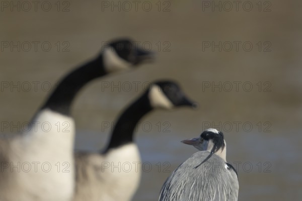 Canada goose (Branta canadensis) two adult birds watching a Grey heron, England, United Kingdom