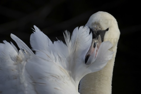Mute swan (Cygnus olor) adult bird preening its wing feathers, England, United Kingdom