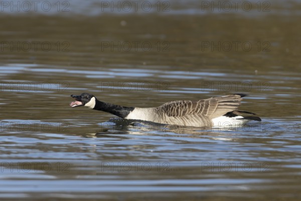 Canada goose (Branta canadensis) adult bird calling on a lake, England, United Kingdom