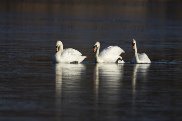 Mute swan (Cygnus olor) three adult birds on ice of a frozen lake in winter, England, United Kingdom