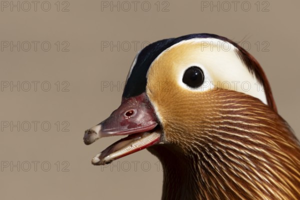 Mandarin duck (Aix galericulata) adult male bird calling or quacking, England, United Kingdom