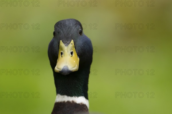 Mallard duck (Anas platyrhynchos) adult male bird head portrait, England, United Kingdom