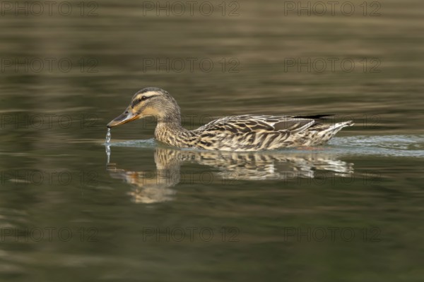 Mallard duck (Anas platyrhynchos) adult female bird drinking on a lake, England, United Kingdom