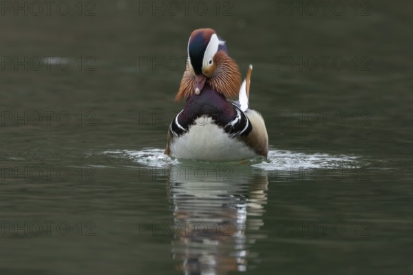 Mandarin duck (Aix galericulata) adult male bird displaying on a lake, England, United Kingdom