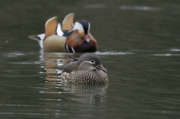 Mandarin duck (Aix galericulata) adult female and male birds on a lake, England, United Kingdom