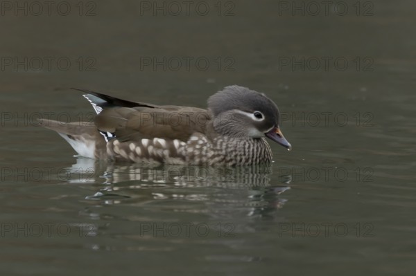 Mandarin duck (Aix galericulata) adult female bird on a lake, England, United Kingdom