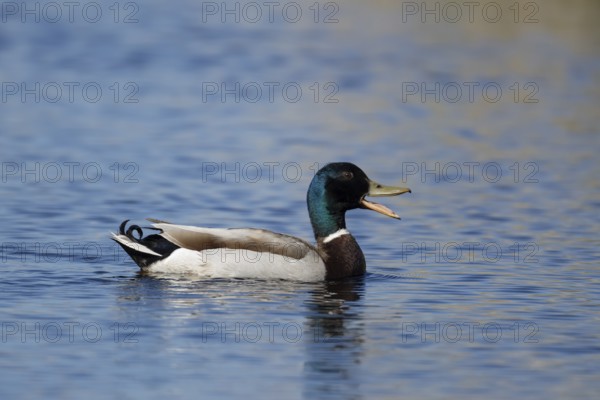 Mallard duck (Anas platyrhynchos) adult male bird calling or quacking on a lake, England, United Kingdom