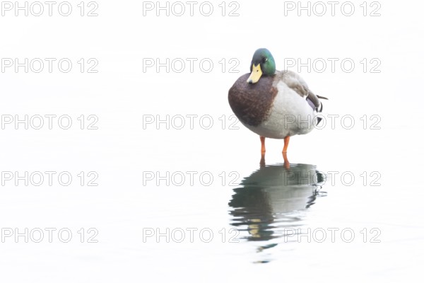 Mallard duck (Anas platyrhynchos) adult male bird standing in a shallow lake, England, United Kingdom