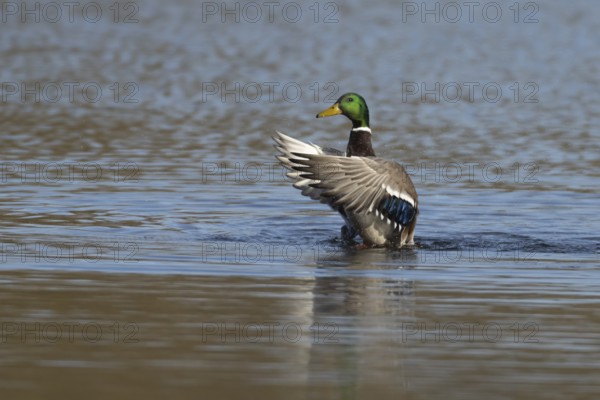 Mallard duck (Anas platyrhynchos) adult male bird flapping its wings on a lake, England, United Kingdom