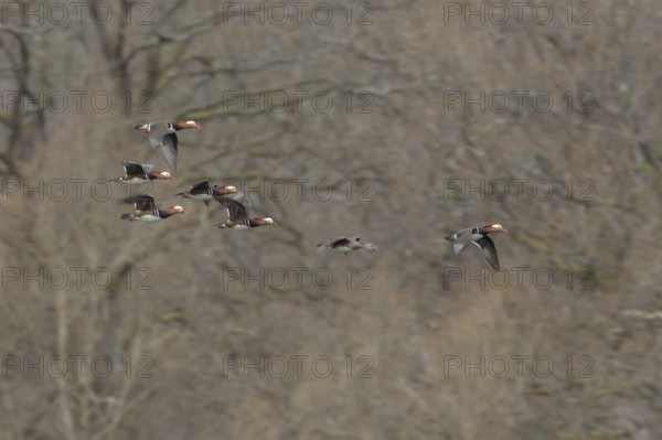 Mandarin duck (Aix galericulata) adult female and five male birds in flight, England, United Kingdom