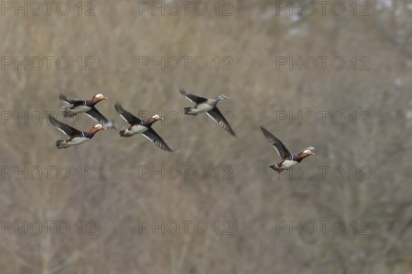Mandarin duck (Aix galericulata) adult female and four male birds in flight, England, United Kingdom