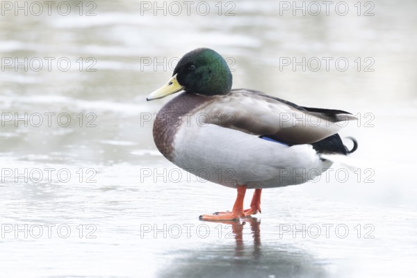 Mallard duck (Anas platyrhynchos) adult male bird standing on ice of a frozen lake in winter, England, United Kingdom