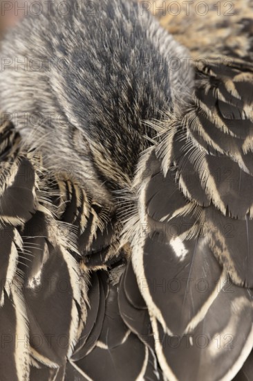 Mallard duck (Anas platyrhynchos) adult female bird sleeping, England, United Kingdom