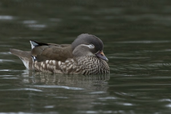 Mandarin duck (Aix galericulata) adult female bird sleeping on a lake, England, United Kingdom