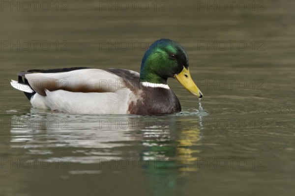 Mallard duck (Anas platyrhynchos) adult male bird drinking on a lake, England, United Kingdom