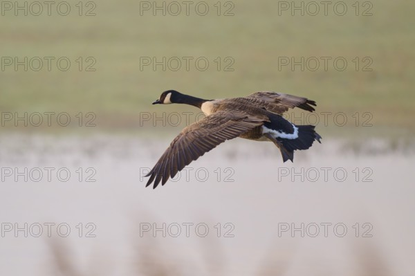 Canada goose (Branta canadensis), flying over a natural landscape with blurred background, winter, Reinheimer Teich, Reinheim, Hesse, Germany