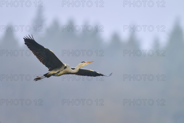Grey heron (Ardea cinerea), flying majestically over a misty forest background in the blue sky, winter, Amorbach, Bavaria, Germany