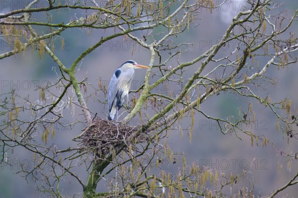 Grey heron (Ardea cinerea), sitting in a nest on a tree branch and gazing into the distance on a cool spring day, winter, Amorbach, Bavaria, Germany