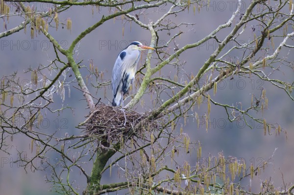 Grey heron (Ardea cinerea), standing on its nest in a tree, surrounded by leafless branches in spring light, winter, Amorbach, Bavaria, Germany