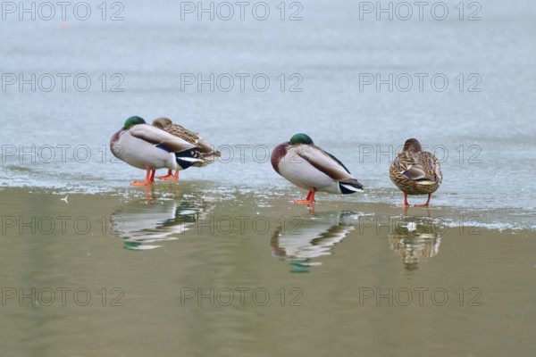 Mallard (Anas platyrhynchos), four ducks standing on ice with water reflection in a cold environment, winter, Amorbach, Bavaria, Germany