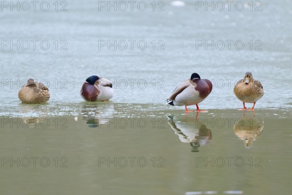 Mallard (Anas platyrhynchos), four ducks resting on a patch of ice, surrounded by reflecting water, winter, Amorbach, Bavaria, Germany