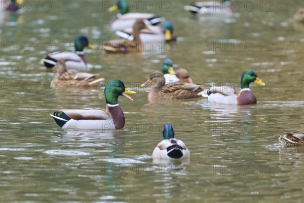 Mallard (Anas platyrhynchos), drakes and ducks swimming peacefully in a natural body of water, winter, Amorbach, Bavaria, Germany