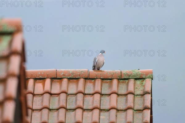 A wood pigeon (Columba palumbus), sitting on a moss-covered tiled roof under a grey sky, Grossheubach, Bavaria, Germany