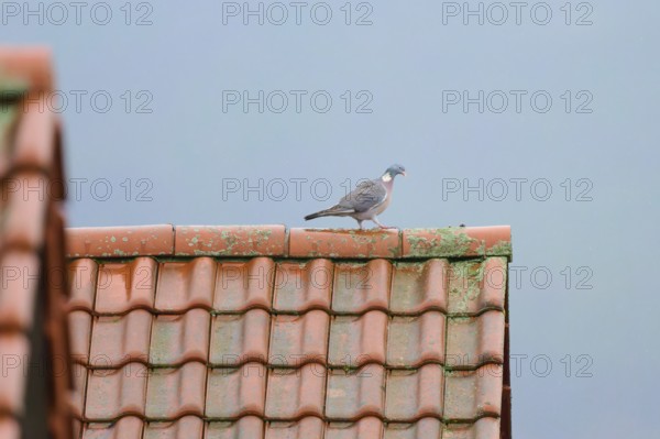 A wood pigeon (Columba palumbus), walking on a moss-covered tiled roof under a grey sky, Grossheubach, Bavaria, Germany