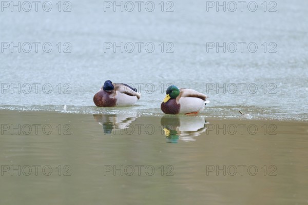 Mallard (Anas platyrhynchos), two ducks resting on a patch of ice, in quiet and peaceful surroundings, winter, Amorbach, Bavaria, Germany