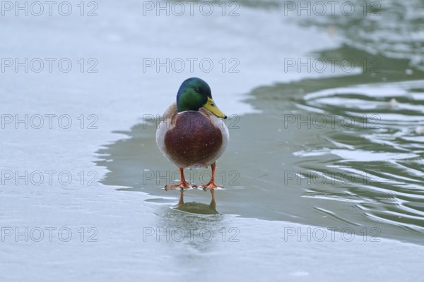 Mallard (Anas platyrhynchos), drake standing still on a frozen surface, winter, Amorbach, Bavaria, Germany