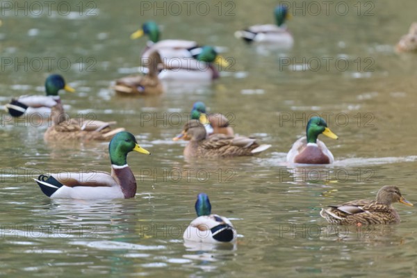 Mallard (Anas platyrhynchos), ducks in a large group swimming in calm waters, winter, Amorbach, Bavaria, Germany
