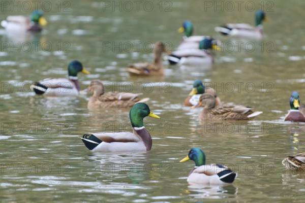 Mallard (Anas platyrhynchos), group of ducks swimming relaxed in the water, harmonious nature picture, winter, Amorbach, Bavaria, Germany