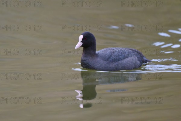A coot (Fulica atra), swimming calmly on a lake, with a clear reflection in the greenish water, winter, Amorbach, Bavaria, Germany