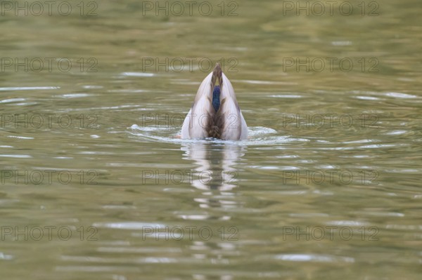 Mallard (Anas platyrhynchos), duck dipping its head under water, winter, Amorbach, Bavaria, Germany