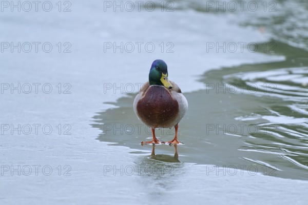 Mallard (Anas platyrhynchos), drake standing still on an icy surface, winter, Amorbach, Bavaria, Germany