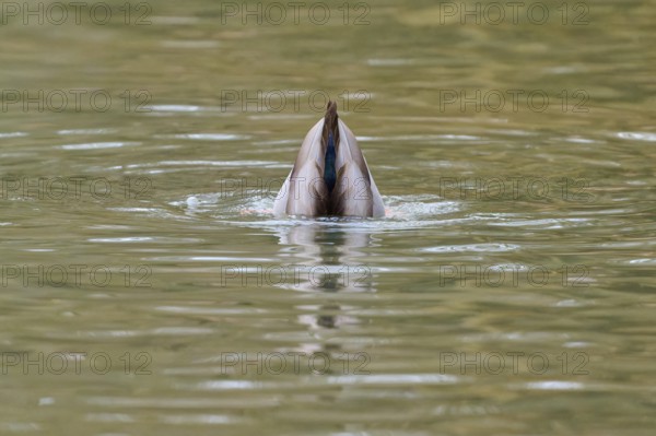 Mallard (Anas platyrhynchos), duck diving headfirst into the water, winter, Amorbach, Bavaria, Germany