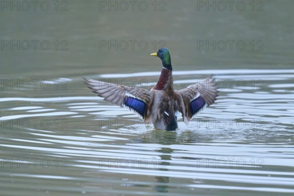Mallard (Anas platyrhynchos), flapping its wings in the water and showing vivid colours, winter, Amorbach, Bavaria, Germany