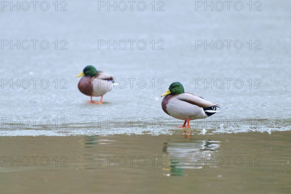 Mallard (Anas platyrhynchos), two ducks standing on ice near a water surface with reflection, winter, Amorbach, Bavaria, Germany