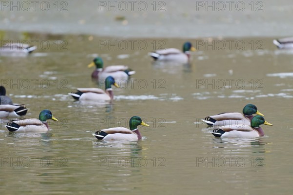 Mallard (Anas platyrhynchos), ducks swimming comfortably on a quiet pond, winter, Amorbach, Bavaria, Germany
