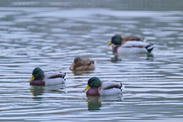Mallard (Anas platyrhynchos), group of ducks swimming in calm water, winter, Amorbach, Bavaria, Germany