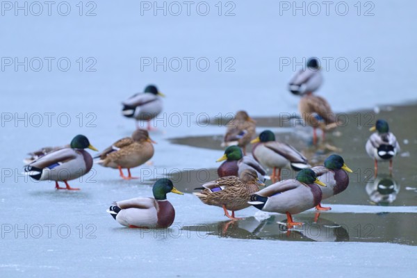 Mallard (Anas platyrhynchos), group of ducks resting on cold ice with small patches of water, winter, Amorbach, Bavaria, Germany