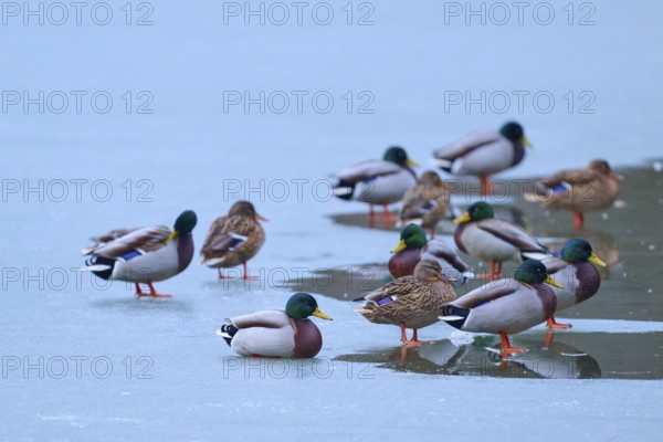 Mallard (Anas platyrhynchos), birds on a mixture of ice and water, winter, Amorbach, Bavaria, Germany