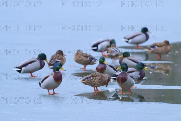 Mallard (Anas platyrhynchos), numerous ducks resting on partly frozen lake with dark water, winter, Amorbach, Bavaria, Germany