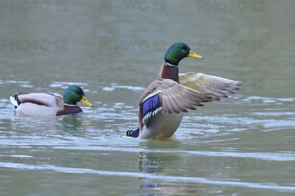 Mallard (Anas platyrhynchos), spreading wings in the water next to swimming mate, winter, Amorbach, Bavaria, Germany