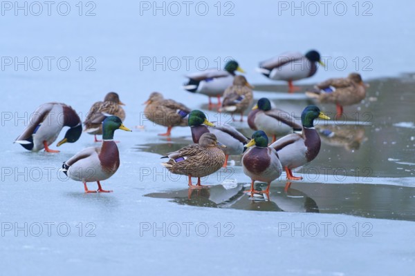 Mallard (Anas platyrhynchos), several ducks on partly frozen lake with small water areas, winter, Amorbach, Bavaria, Germany
