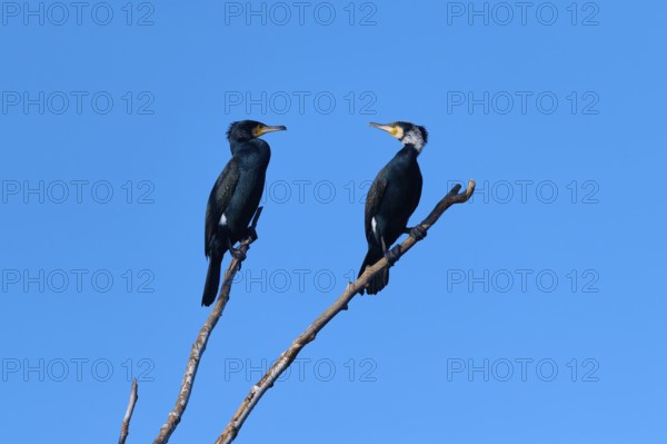 Cormorant (Phalacrocorax carbo), two birds on a branch against the background of a clear blue sky, winter, Reinheimer Teich, Reinheim, Hesse, Germany
