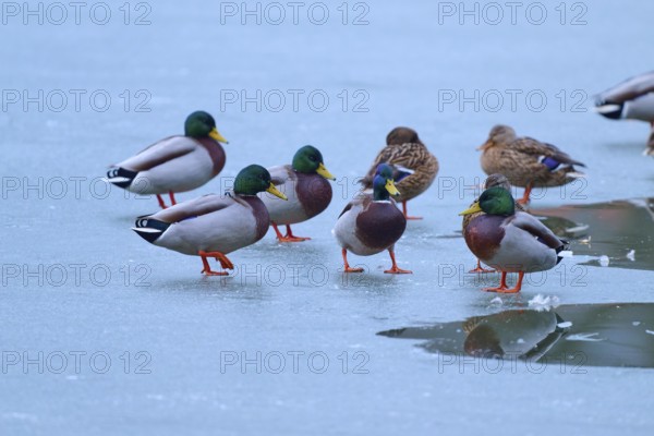 Mallard (Anas platyrhynchos), ducks and drakes on ice with partly liquid water, vivid colours and reflections, winter, Amorbach, Bavaria, Germany