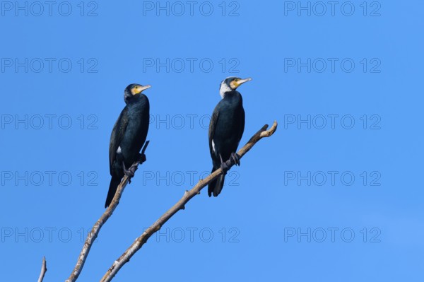 Cormorant (Phalacrocorax carbo), two birds sitting next to each other on a branch against a blue sky, winter, Reinheimer Teich, Reinheim, Hesse, Germany